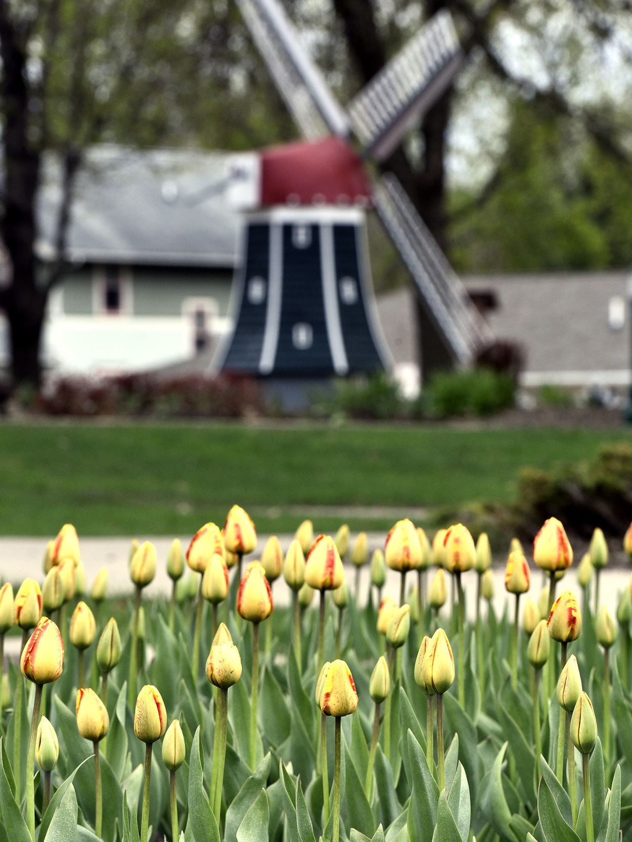2019 Tulip Festival tulips